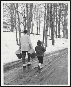 South Woodstock, Va. - Taking cans to the maple orchard to hang on the trees.