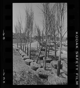 Rows of unplanted trees