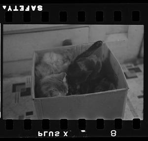 Kittens in a box