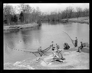 Animals: Herring run in Raynham