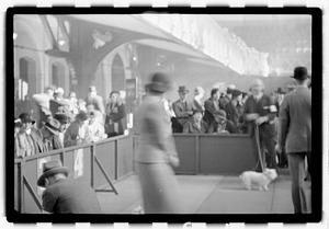 Dog show