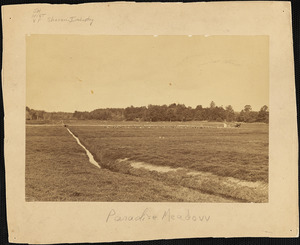 Paradise Meadow, cranberry bog