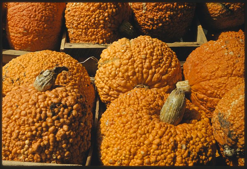 Display of pumpkins