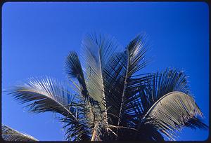 Fronds on top of palm tree