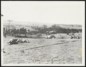 Marks of the Drought in Oklahoma. Many cattle have perished in the unprecedented drought in the southwest, particularly in Western Oklahoma, where this photograph was made on the plains near Erick, Oklahoma, near the Texas border. Similar scenes are common throughout this parched section.