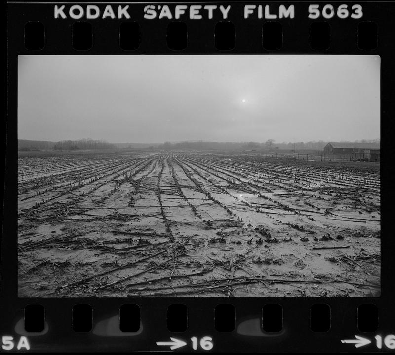 Muddy cornfield Rowley