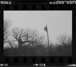 Plum Island refuge plum bush