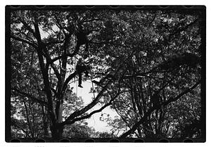 Tree maintenance, Boston Common