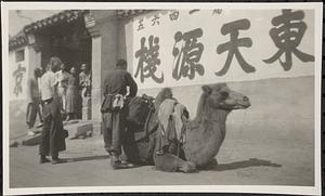 Camel in a Peking street