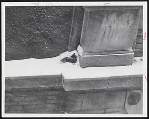 Mother Pigeon lights on her snow-covered nest, containing eggs (top photo) on Avery St., building ledge during height of today's storm. In center photo, she digs persistently into nest. In bottom photo, covered with snow, she sits on eggs as storm rages.