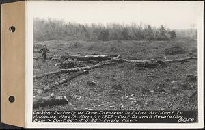 Contract No. 66, Regulating Dams, Middle Branch (New Salem), and East Branch of the Swift River, Hardwick and Petersham (formerly Dana), looking easterly at tree involved in fatal accident to Anthony Mazik, March 1, 1939, east branch regulating dam, Hardwick, Mass., Mar. 6, 1939