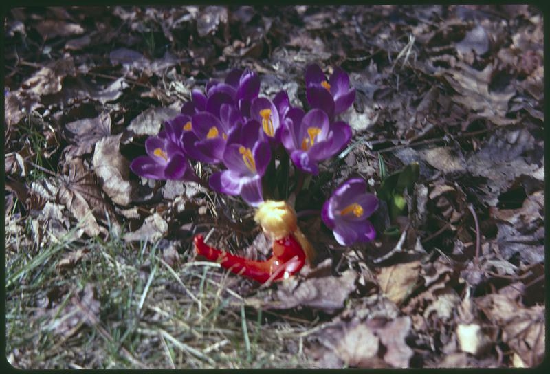 Crocuses, figurine in foreground