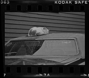 Cat asleep on roof of car
