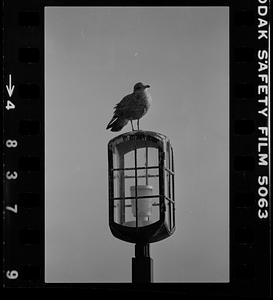 Gull on boardwalk light