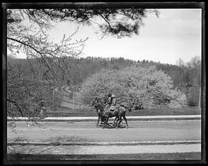 Arnold Arboretum - cherry blossom time