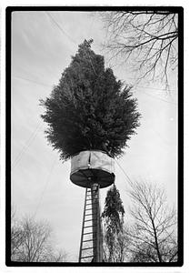 Setting up Christmas tree, Boston Common