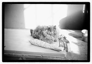 Cat show