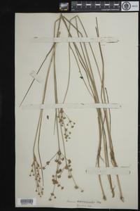 Juncus acuminatus