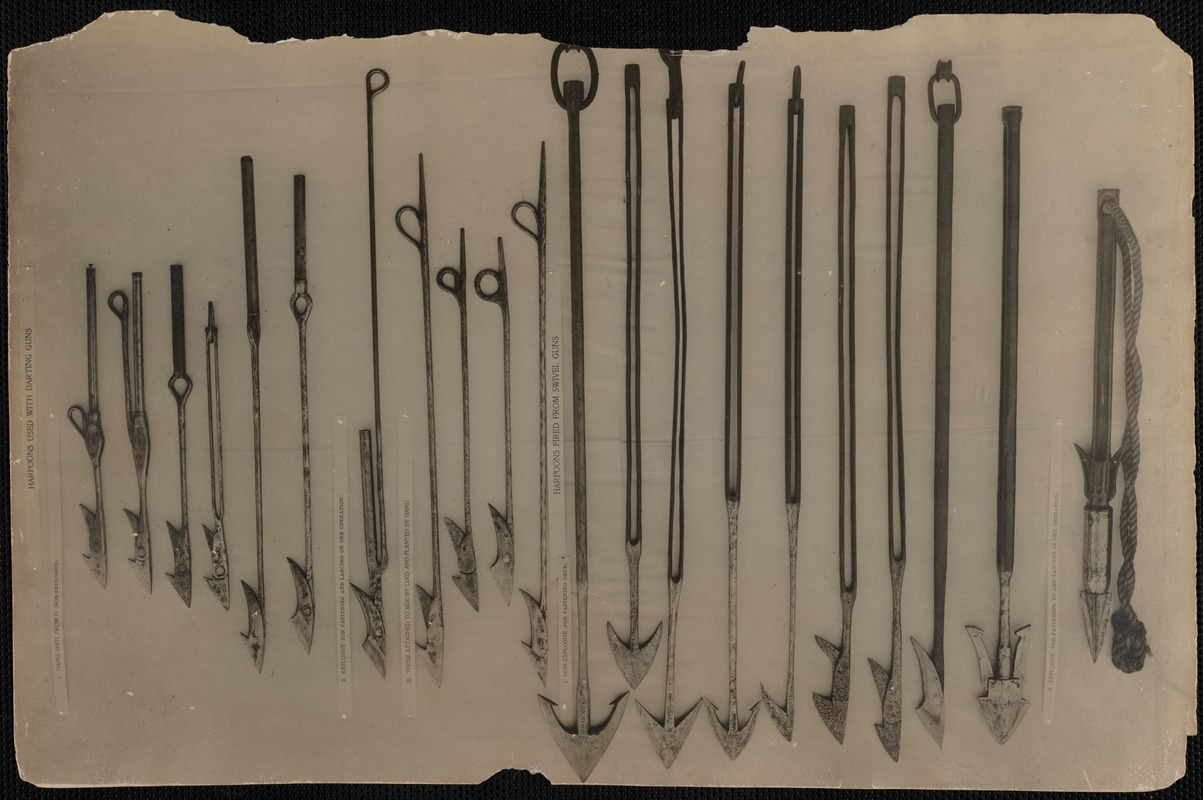 Harpoons used with darting guns