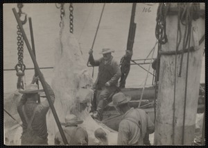 Whaleman processing whale