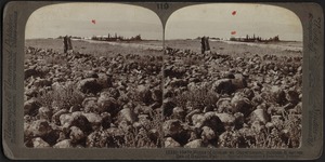 Ruins of Homes, Capernaum, Palestine