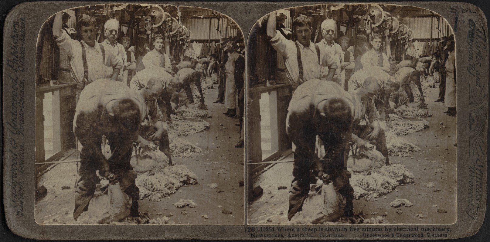 Sheep Shearing, Newmarket, Australia