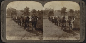 Oxen Hauling Wool, New South Wales, Australia