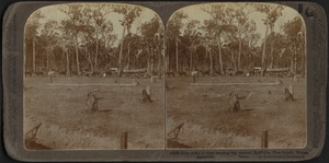 Timber Hauling, Raffville, New South Wales, Australia