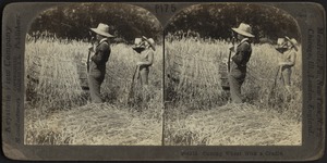 Cutting Wheat with a Cradle
