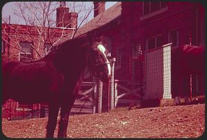 Horses, Arnold Arboretum