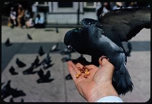 Pigeon perched on person's thumb and eating from hand, Boston Common