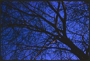 Leafless branches against dark blue sky