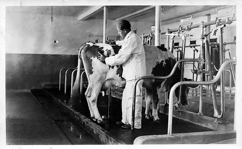 Chester Ellis, E.C.A.S., on Project in the School Barn