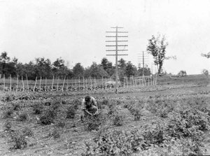 Essex Aggie Student (Lewis) on Project, 1922