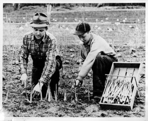 Cutting Asparagus at School Garden, Essex Co. Agr. School, Hawthorne, Mass