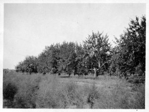 Mellville Grey Orchard at Greycroft Farm in Wenham.