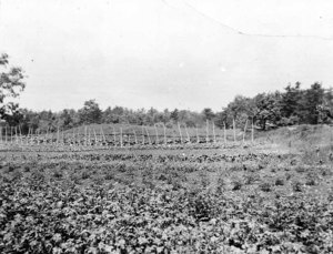 Lewis Farm - Andover, R. Lewis, Class '25