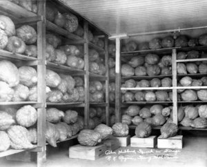 Harold Rogers, E.C.A.S. 1928, Ward Hill Mass. His Crop of Squash Was Sold to a Seed House.