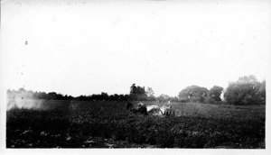 Spraying Potatoes, Lewis Farm, Lowell St. Peabody, Roger & Robert, Class 1925, Walty, 1932