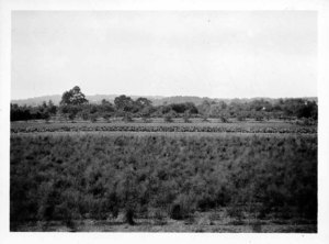 Mel Grey's Farm, Class 1917