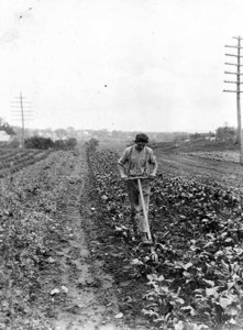 Student Roger Lewis, Wheelhoing Beets on His 3/4 Acre Garden, Andover