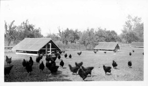 Wm. Paisley, West Boxford, Poultry Unit Course, 1932
