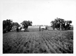 Mel Grey's Asparagus Field, Class '17