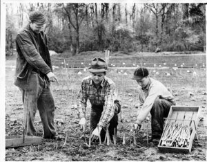 Cutting Asparagus at School Garden, 1940