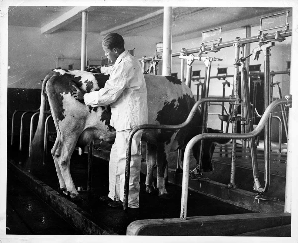 Grooming Dairy Cow, Essex Co. Agr. School, Hathorne, Mass.