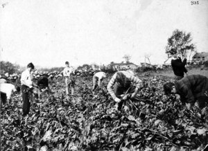 Harvesting Mangles in a Strawberry Rotation, Large Fruit Class, about 1931 or 1932