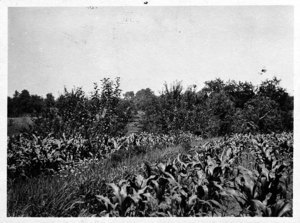 Mellville Grey, Interplanting in Young Orchard