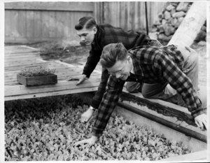 Class Exercise, Students Transplanting Cabbage, 1941