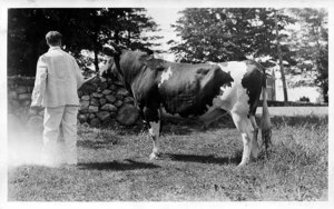 Chester Ellis, E.C.A.S., on Project at the School, Showing the Herd Bull