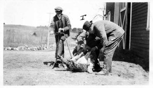 John E. Eastwood, E.C.A.S. 1917, Instructing a Class in Shearing Sheep